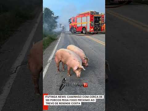 ITUTINGA NEWS: CAMINHÃO COM CERCA DE 120 PORCOS PEGA FOGO PRÓXIMO AO TREVO DE RESENDE COSTA
