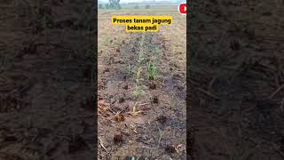 Download lagu #shorts Proses Tanam Jagung Bekas Padi mp3