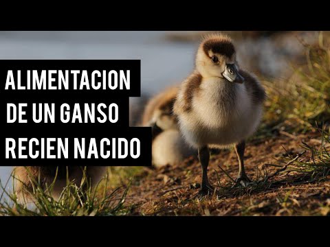 , title : 'Como cuidar a un ganso recién nacido - ALIMENTACIÓN'