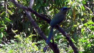 preview picture of video 'Amazonian Motmot, Momotus momota, wild birds,'