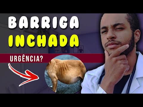 My dog ​​has a swollen belly - what should I do?