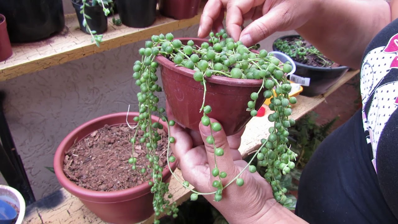 Replante Colar de Pérolas - Senecio rowleyanus