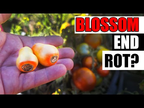 Solutions To Blossom End Rot In Tomatoes etc