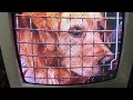 Air Bud 1997 You Re Going To The Pound