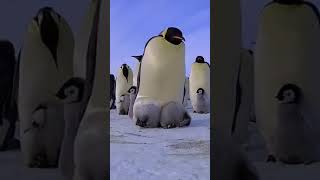 Download lagu Antarctica emperor penguin baby hides in the emperor penguin father’s nursery bag to keep warm. mp3 Download lagu Antarctica emperor penguin baby hides in the emperor penguin father’s nursery bag to keep warm. mp3