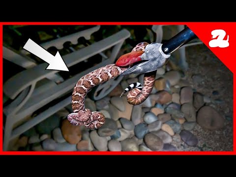 The Backyard Was Almost a Rattlesnake Den