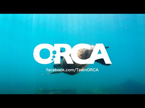 The ORCA Minute: Let's talk about ORCA