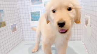 ゴールデンレトリバーの動画01