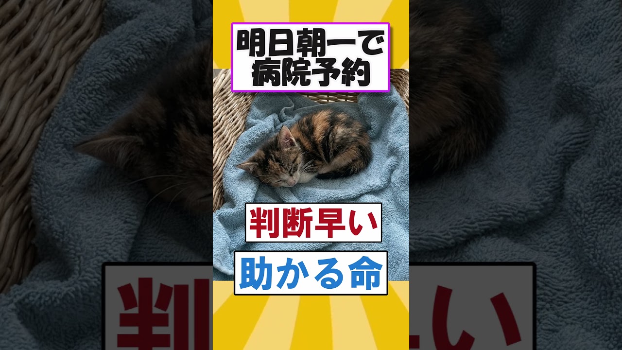 ゴミ捨て場に…#2ch面白いスレ #猫