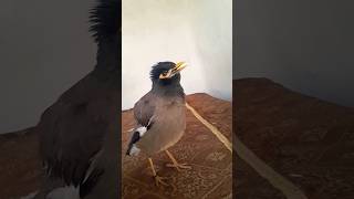 Download lagu suara anak burung menangis 😭 #shorts #burung mp3 Download lagu suara anak burung menangis 😭 #shorts #burung mp3