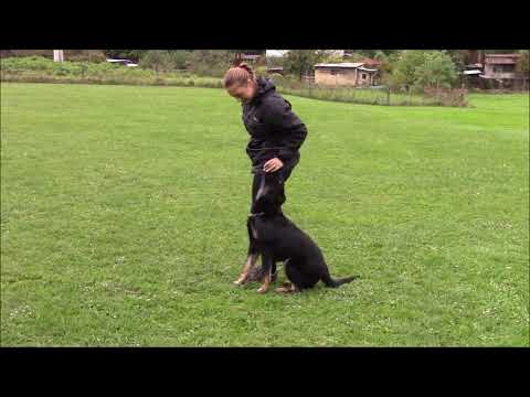 Yanosch z Jukasu - obedience - 6 months