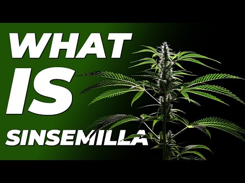 What is Sinsemilla & What does it mean?