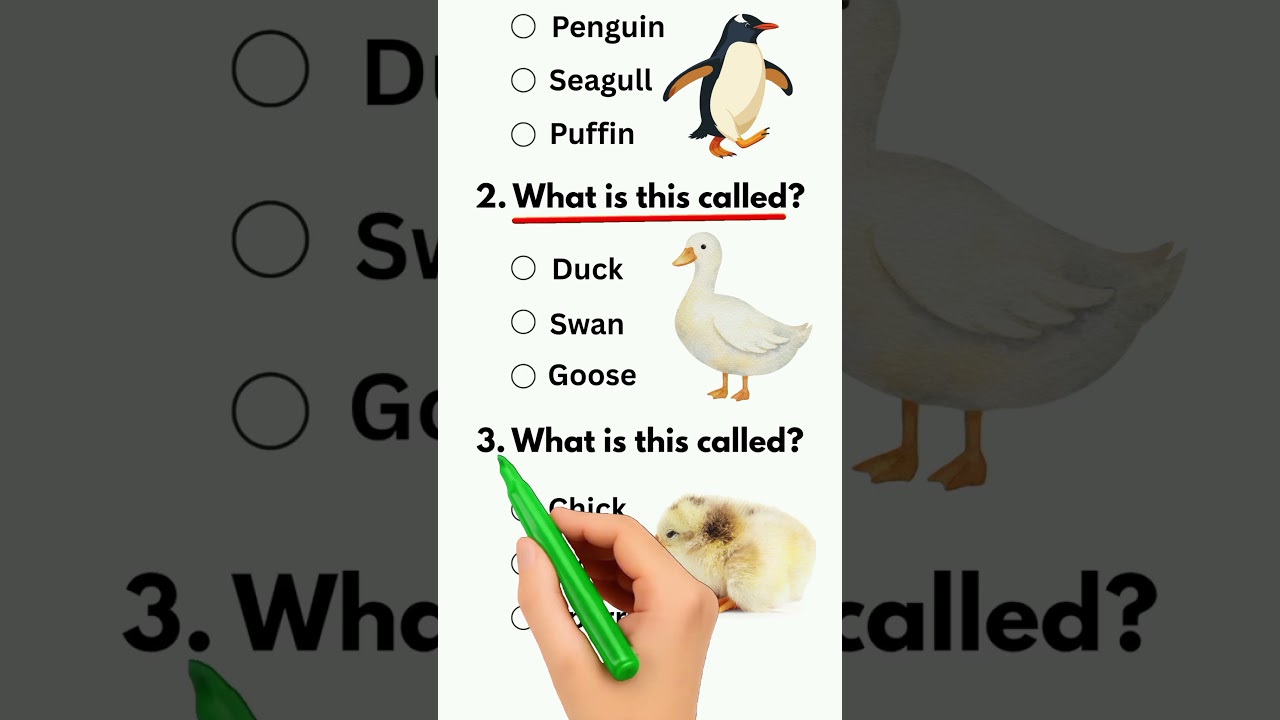 Bird Quiz 🐧 | Penguin, Duck & Chick 🦆🐤 | Fun Animal Quiz for Kids 🧠🔥