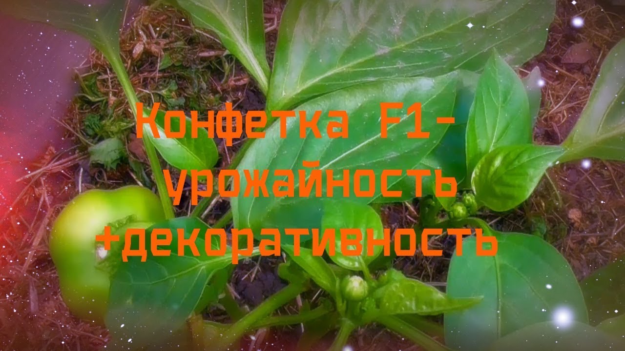 перец Конфетка F1- урожайность + декоративность