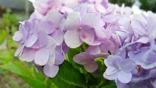 Mozu at Ming's | Silang, Cavite