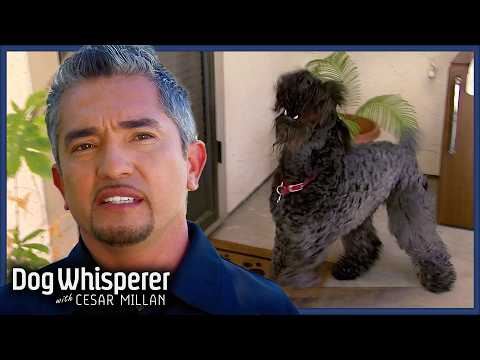 Family Losing Control of Aggressive Terrier | Dog Whisperer With Cesar Millan