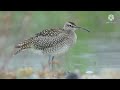 STUDY MUSIC Relaxing Drum Music From Best Relaxing Music9 Instrumental Background