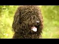 Perro de Agua Francés - Barbet (Perro de Agua Francés) - Raza de Perro