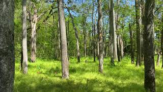 Mile Marker Bigfoot – Bigfoot’s Wilderness