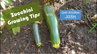 Three Simple Zucchini Growing Tips
