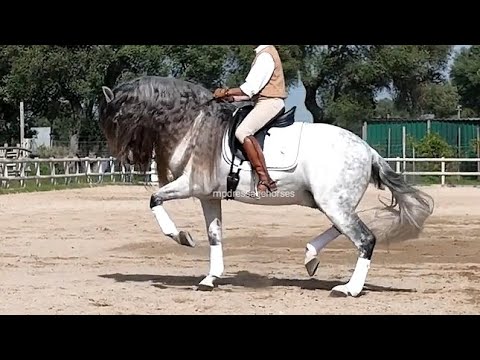 Handsome Andalusian PRE Stallion 2014 - 1,64 m (#MP577)