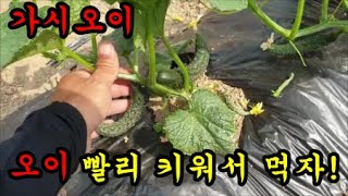 텃밭농사 오이빨리키워서 따먹는방법