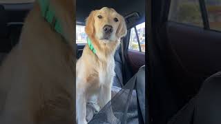 ゴールデンレトリバーがカンガルーに!?🐾【大型犬のかわいさ】