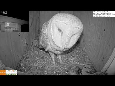 Barn owl female waits in nest box for male to come back.