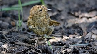 Juvenile Robin enjoying the sunshine...