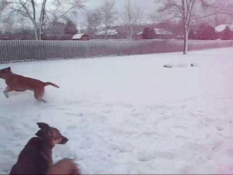 Nahla the English Mastiff - a GLMR Adoptable Dog