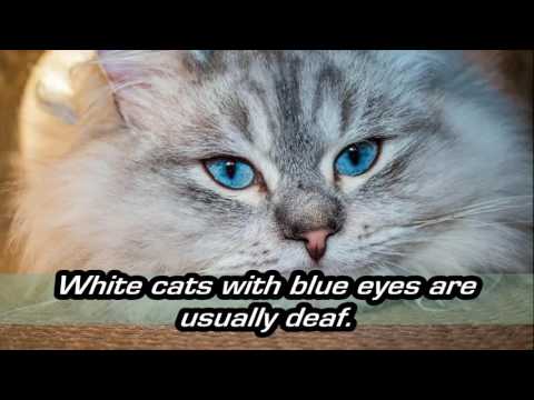 Do you know white cats with blue eyes are usually deaf.