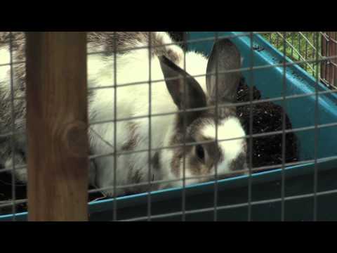 Essential Rabbit Guide Part 1: Environment