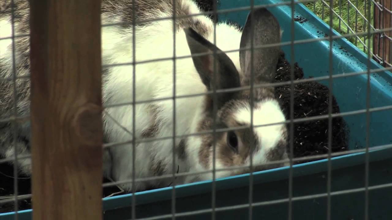 Essential Rabbit Guide Part 1: Environment