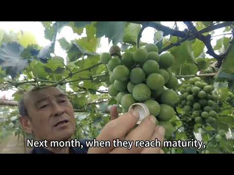 After using Cocoly fertilizer, the grapes are hard, storage ＆ transport resistant, with good tastes.