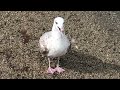 SQUAWKING SEAGULL