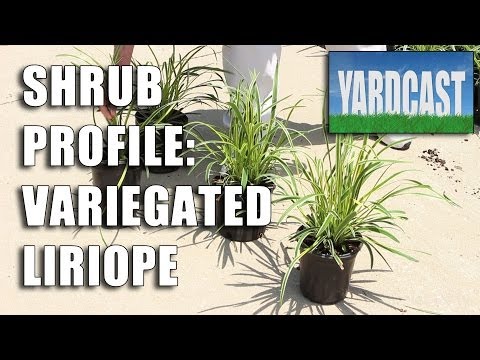 Shrub Profile - Variegated Liriope