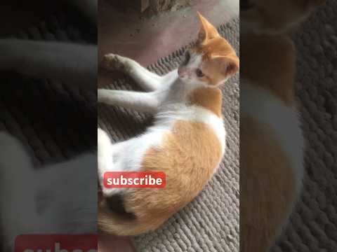 MR.Supun 🐈#cat #funnycats #funny