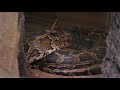 Burmese Python Slithering And Breathing