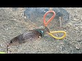 Easy underground snare trap using deep pit and twin black electric fan frame