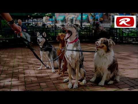 ¡VIRAL!...Cuatro perros esperan en la entrada de un hospital mientras su dueño sintecho es atendido