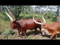 LIMBU LUCHAGULA UJUMBE WA JOHN MAVEJA VIDEO 4K DIRECTOR NCHEMBA STUDIO 2025