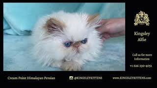 Kingsley Alfie - Cream Point Himalayan Persian Kitten