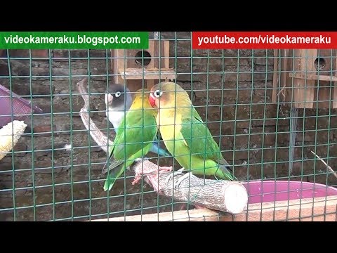 1 Hour Lovebird Sounds High Quality Stereo Live Recording V3
