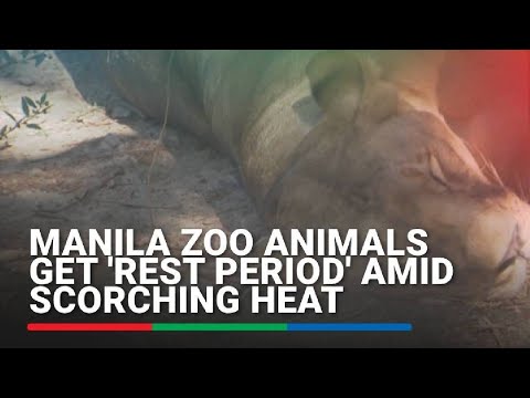 Manila Zoo animals get 'rest period' amid scorching heat