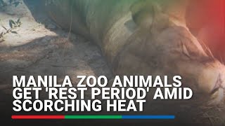 Manila Zoo animals get 'rest period' amid scorching heat