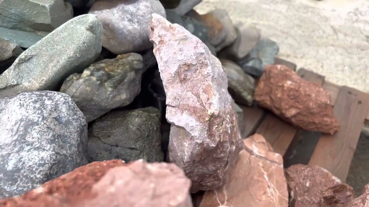 Розовый окол горный