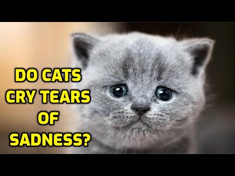 Why Do Cats Have Tears In Their Eyes?