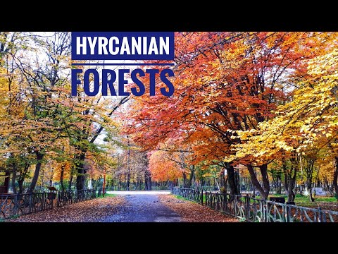 The Hyrcanian Forests in Golestan Province, Iran