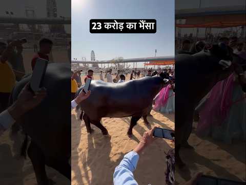23 Crore ka bhainsa Anmol #animals #buffalo #pushkar