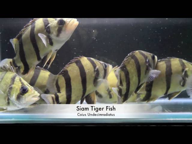 siam tiger fish / Aquarium Tropical Fish
